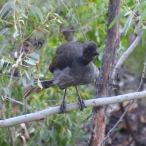 Menura novaehollandiae at Cotter River, ACT - 18 Jul 2020 08:37 AM