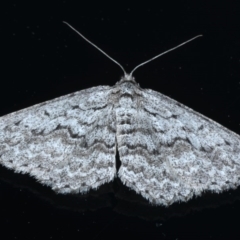 Psilosticha absorpta (Fine-waved Bark Moth) at Ainslie, ACT - 14 Sep 2020 by jb2602