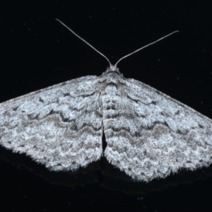 Psilosticha absorpta at Ainslie, ACT - 14 Sep 2020