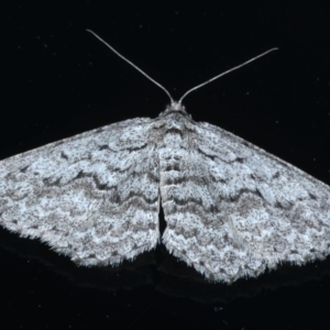 Psilosticha absorpta at Ainslie, ACT - 14 Sep 2020 11:06 PM