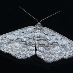 Psilosticha absorpta (Fine-waved Bark Moth) at Ainslie, ACT - 14 Sep 2020 by jbromilow50