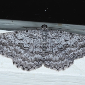 Psilosticha absorpta at Ainslie, ACT - 14 Sep 2020