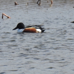 Spatula clypeata at Fyshwick, ACT - 19 Jul 2020