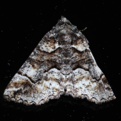 Gastrina cristaria (Wave-lined Geometrid) at Ainslie, ACT - 14 Sep 2020 by jbromilow50