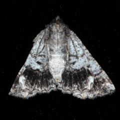 Gastrina cristaria at Ainslie, ACT - 14 Sep 2020