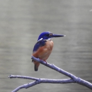 Ceyx azureus at Paddys River, ACT - 17 Feb 2020