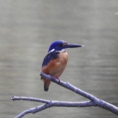Ceyx azureus (Azure Kingfisher) at Paddys River, ACT - 17 Feb 2020 by Liam.m