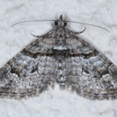 Phrissogonus laticostata (Apple looper moth) at Ainslie, ACT - 14 Sep 2020 by jbromilow50