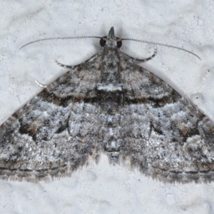 Phrissogonus laticostata at Ainslie, ACT - 14 Sep 2020