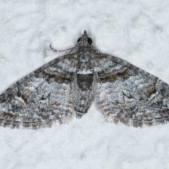 Phrissogonus laticostata at Ainslie, ACT - 14 Sep 2020