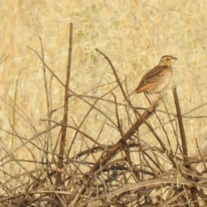 Mirafra javanica at Molonglo Valley, ACT - 23 Nov 2019 06:34 AM