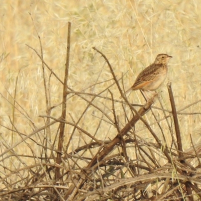 Mirafra javanica (Singing Bushlark) at Molonglo Valley, ACT - 22 Nov 2019 by Liam.m