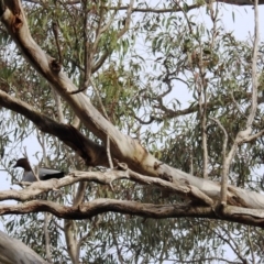 Chenonetta jubata (Australian Wood Duck) at Kambah, ACT - 14 Sep 2020 by HelenCross