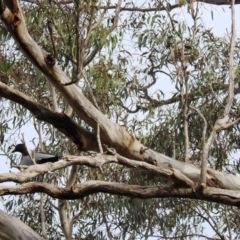 Chenonetta jubata (Australian Wood Duck) at Kambah, ACT - 15 Sep 2020 by HelenCross