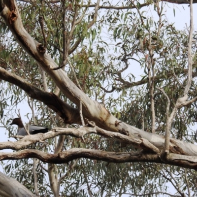 Chenonetta jubata (Australian Wood Duck) at Kambah, ACT - 15 Sep 2020 by HelenCross