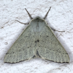 Oenochroma subustaria (Grey Wine Moth) at Ainslie, ACT - 14 Sep 2020 by jb2602