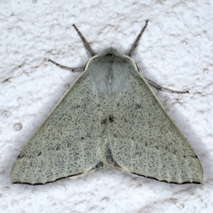 Oenochroma subustaria at Ainslie, ACT - 14 Sep 2020