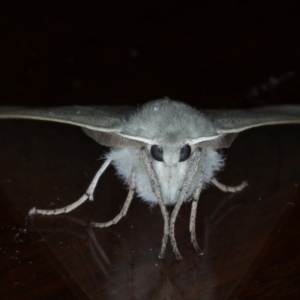 Oenochroma subustaria at Ainslie, ACT - 14 Sep 2020