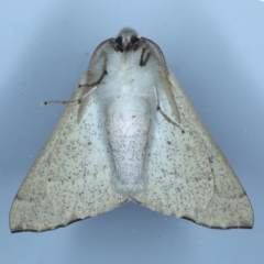 Oenochroma subustaria at Ainslie, ACT - 14 Sep 2020