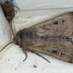 Agrotis infusa (Bogong Moth, Common Cutworm) at Ainslie, ACT - 14 Sep 2020 by jbromilow50