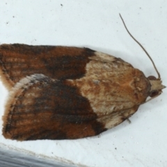 Epiphyas postvittana (Light Brown Apple Moth) at Ainslie, ACT - 14 Sep 2020 by jbromilow50
