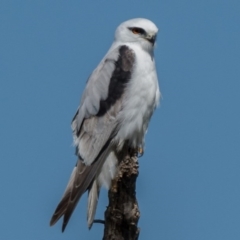 Elanus axillaris (Black-shouldered Kite) at Fyshwick, ACT - 15 Sep 2020 by patrickcox