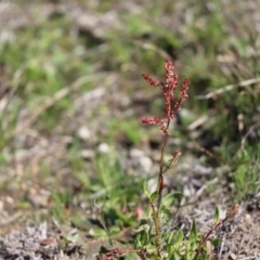 Rumex acetosella (Sheep Sorrel) at Cook, ACT - 14 Sep 2020 by Tammy