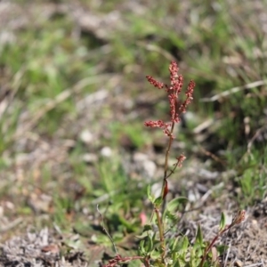 Rumex acetosella at Cook, ACT - 14 Sep 2020