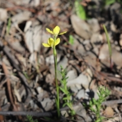 Diuris chryseopsis (Golden Moth) at Mount Painter - 14 Sep 2020 by Tammy