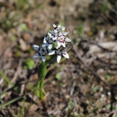 Unidentified True fly (Diptera) at Mount Painter - 14 Sep 2020 by Tammy