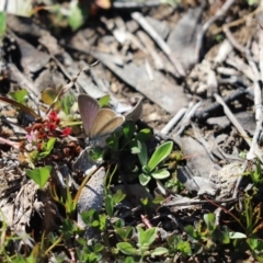 Zizina otis (Common Grass-Blue) at Mount Painter - 14 Sep 2020 by Tammy