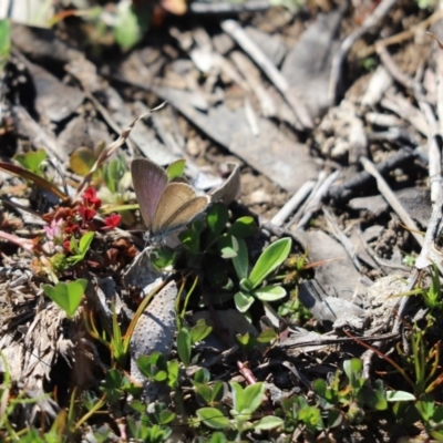 Zizina otis (Common Grass-Blue) at Cook, ACT - 14 Sep 2020 by Tammy