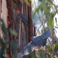 Callocephalon fimbriatum (Gang-gang Cockatoo) at GG153 - 15 Sep 2020 by LisaH