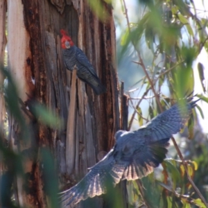 Callocephalon fimbriatum at Hughes, ACT - suppressed