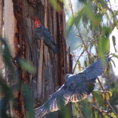 Callocephalon fimbriatum (Gang-gang Cockatoo) at Hughes, ACT - 16 Sep 2020 by LisaH