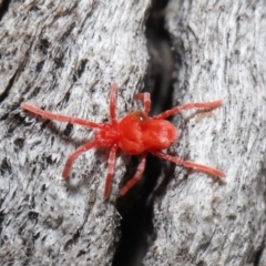 Trombidiidae sp. (family) (Red velvet mite) at Downer, ACT - 13 Sep 2020 by TimL