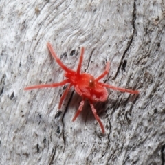 Trombidiidae (family) at Downer, ACT - 13 Sep 2020