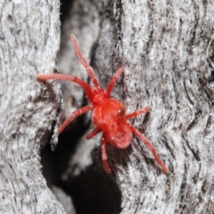 Trombidiidae (family) at Downer, ACT - 13 Sep 2020