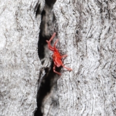 Trombidiidae (family) at Downer, ACT - 13 Sep 2020