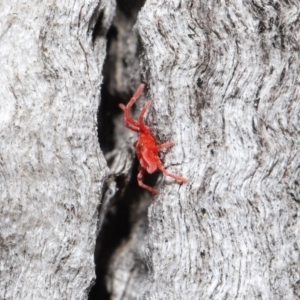 Trombidiidae (family) at Downer, ACT - 13 Sep 2020 11:36 AM