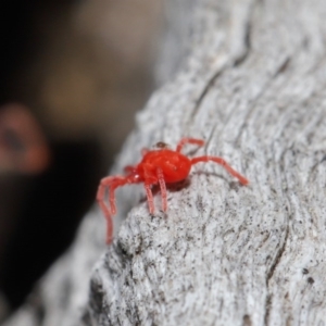 Trombidiidae (family) at Downer, ACT - 13 Sep 2020