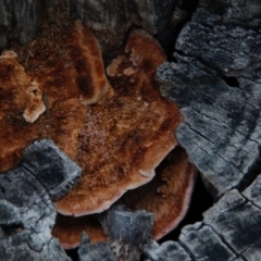 zz Polypore (shelf/hoof-like) at Hughes, ACT - 13 Sep 2020 by LisaH