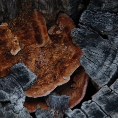 zz Polypore (shelf/hoof-like) at Red Hill to Yarralumla Creek - 13 Sep 2020 by LisaH