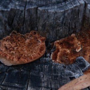 zz Polypore (shelf/hoof-like) at Hughes, ACT - 13 Sep 2020