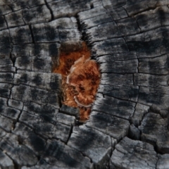 zz Polypore (shelf/hoof-like) at Hughes, ACT - 13 Sep 2020