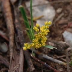 Lomandra filiformis (Wattle Mat-rush) at Red Hill Nature Reserve - 13 Sep 2020 by LisaH