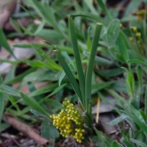 Lomandra filiformis at Deakin, ACT - 13 Sep 2020