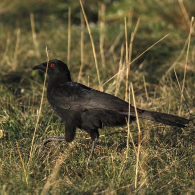 Corcorax melanorhamphos (White-winged Chough) at Mount Ainslie - 15 Sep 2020 by jb2602
