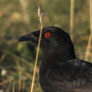 Corcorax melanorhamphos at Majura, ACT - 15 Sep 2020