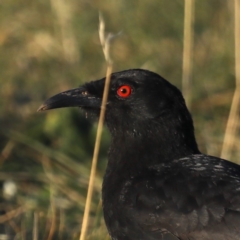 Corcorax melanorhamphos at Majura, ACT - 15 Sep 2020